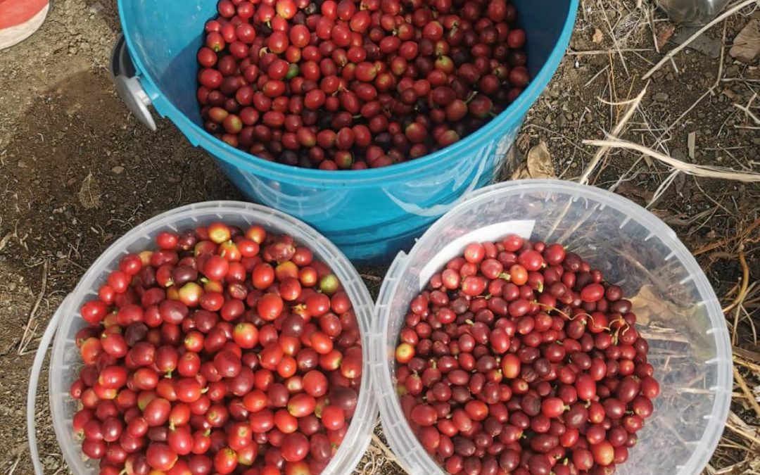 cuppingsession – harvest 2022/2023 moxxa Linea La Gomera